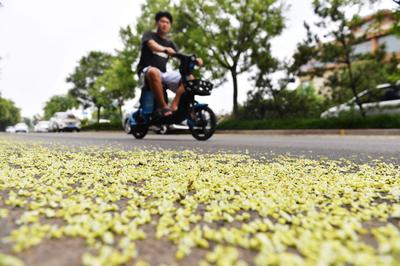“槐花雨”下不停！看，城阳这条街道铺上了“花毯”