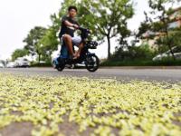 “槐花雨”下不停！看，城阳这条街道铺上了“花毯”