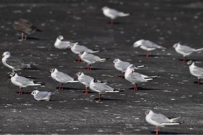 天生猎手！渔港里抓拍到海鸥飞身捕食瞬间