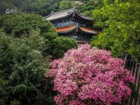 美呆了！崂山这株600岁的花树盛开啦