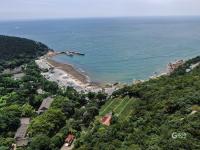 百年凌霄花开正艳，崂山太清一抹“清凉”