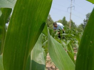 多地旱情引关注，会引发粮价、菜价上涨吗？