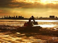 耕耘滩涂，为越冬候鸟储备美味“口粮”
