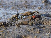 耕耘滩涂，为越冬候鸟储备美味“口粮”
