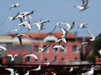 极危物种现身！近百只“神话之鸟”飞抵青岛