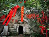 美呆了！崂山这株600岁的花树盛开啦