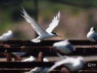 极危物种现身！近百只“神话之鸟”飞抵青岛