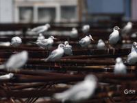 极危物种现身！近百只“神话之鸟”飞抵青岛