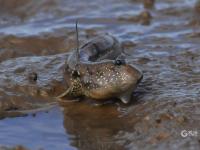 耕耘滩涂，为越冬候鸟储备美味“口粮”
