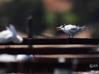 极危物种现身！近百只“神话之鸟”飞抵青岛