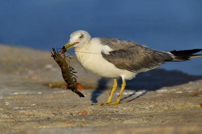 天生猎手！渔港里抓拍到海鸥飞身捕食瞬间