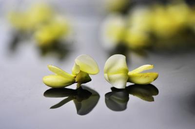 摘槐花致旧疾复发，胶州中医浮针挽回劳损腰腿