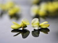 “槐花雨”下不停！看，城阳这条街道铺上了“花毯”