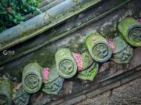 美呆了！崂山这株600岁的花树盛开啦