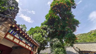 百年凌霄花开正艳，崂山太清一抹“清凉”