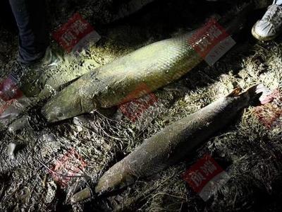 河南汝州“怪鱼”已被捕获：共两条，确认系鳄雀鳝