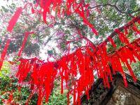 美呆了！崂山这株600岁的花树盛开啦