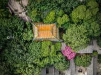 美呆了！崂山这株600岁的花树盛开啦