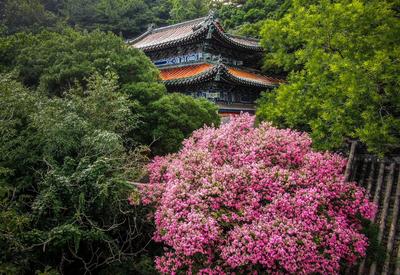 美呆了！崂山这株600岁的花树盛开啦