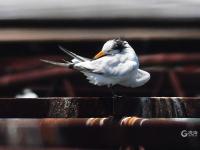 极危物种现身！近百只“神话之鸟”飞抵青岛