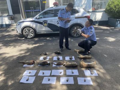 严打破坏森林和野生动植物资源犯罪，黄岛公安深入推进“昆仑2022”专项行动