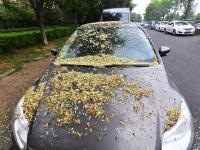 “槐花雨”下不停！看，城阳这条街道铺上了“花毯”