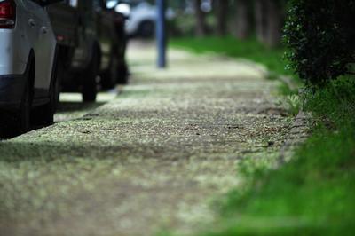 “槐花雨”下不停！看，城阳这条街道铺上了“花毯”