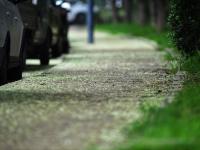 “槐花雨”下不停！看，城阳这条街道铺上了“花毯”