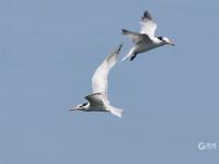 极危物种现身！近百只“神话之鸟”飞抵青岛