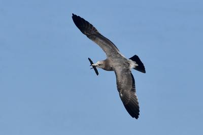 天生猎手！渔港里抓拍到海鸥飞身捕食瞬间