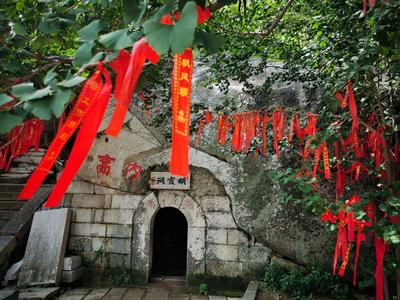 美呆了！崂山这株600岁的花树盛开啦