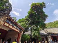 百年凌霄花开正艳，崂山太清一抹“清凉”