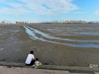 耕耘滩涂，为越冬候鸟储备美味“口粮”
