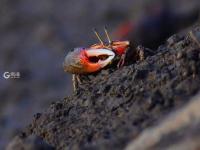 耕耘滩涂，为越冬候鸟储备美味“口粮”
