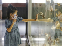 暑期研学好去处，青岛这所博物馆藏着12000余种贝壳标本