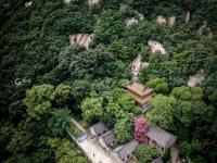 美呆了！崂山这株600岁的花树盛开啦