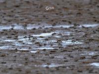 耕耘滩涂，为越冬候鸟储备美味“口粮”
