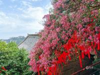 美呆了！崂山这株600岁的花树盛开啦