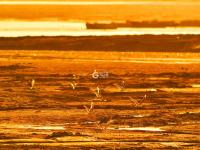 耕耘滩涂，为越冬候鸟储备美味“口粮”
