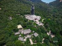 百年凌霄花开正艳，崂山太清一抹“清凉”