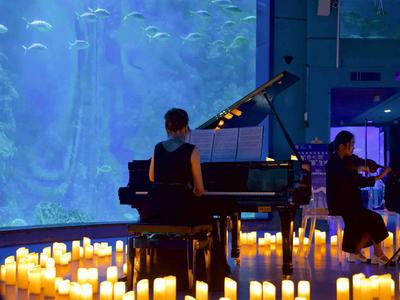 探索七夕文旅业态，青岛海昌极地海洋公园举办海底烛光音乐会