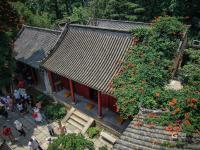 百年凌霄花开正艳，崂山太清一抹“清凉”