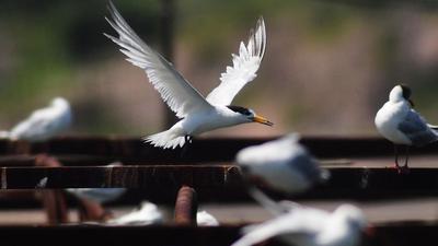 极危物种现身！近百只“神话之鸟”飞抵青岛