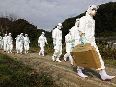 美国又现禽流感疫情，今年已扑杀4300万只家禽