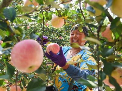 多汁又爽口！胶州铺集镇的苹果熟啦