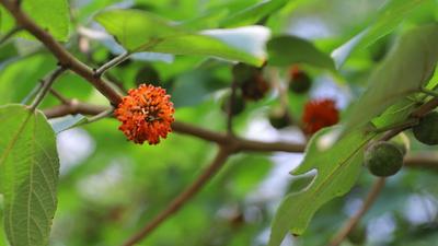 “一叶知秋”青岛版！实拍象耳山动人景色