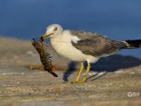天生猎手！渔港里抓拍到海鸥飞身捕食瞬间
