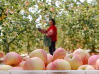 多汁又爽口！胶州铺集镇的苹果熟啦