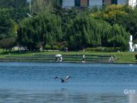 守“坝”待“鱼”？白沙河水鸟捕食“抢秋膘”