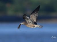 天生猎手！渔港里抓拍到海鸥飞身捕食瞬间